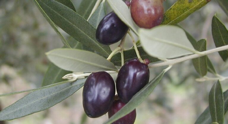 A Pollina arriva la 40° Sagra dell’ulivo