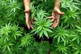 Avevano un coltivazione “privata” di piante di marijuana a Castelbuono. Arrestati, in tre patteggiano la pena