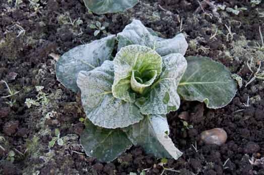 Maltempo, la Cia Sicilia chiede lo stato di calamità per l’agricoltura isolana