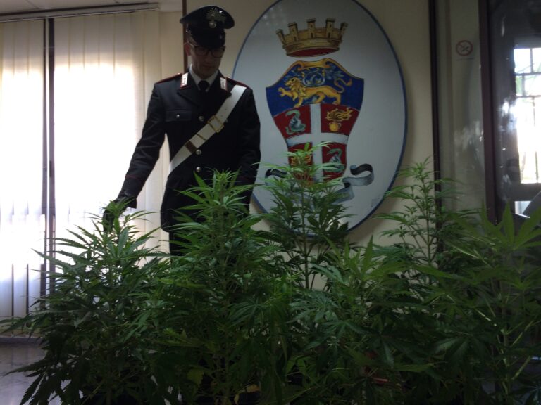 Due giovani fratelli avevano costruito una serra per coltivare marijuana in un appartamento. Ma arrivano i carabinieri…