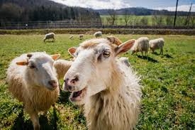 Mancano i giardinieri pubblici ad Aliminusa? Niente paura ci pensano capre e pecore