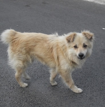 Abbandona cane in strada: denunciato dai Carabinieri