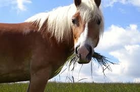 Cavallo investe una moto