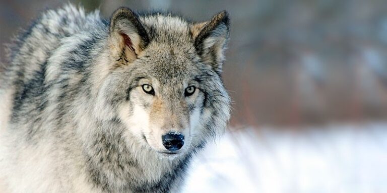 Si riapre la caccia al lupo?
