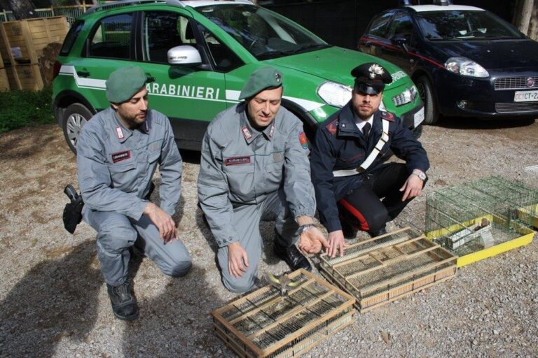 Traffico illecito di fauna selvatica. Blitz dei Carabinieri forestali: liberati 300 cardellini, due denunciati
