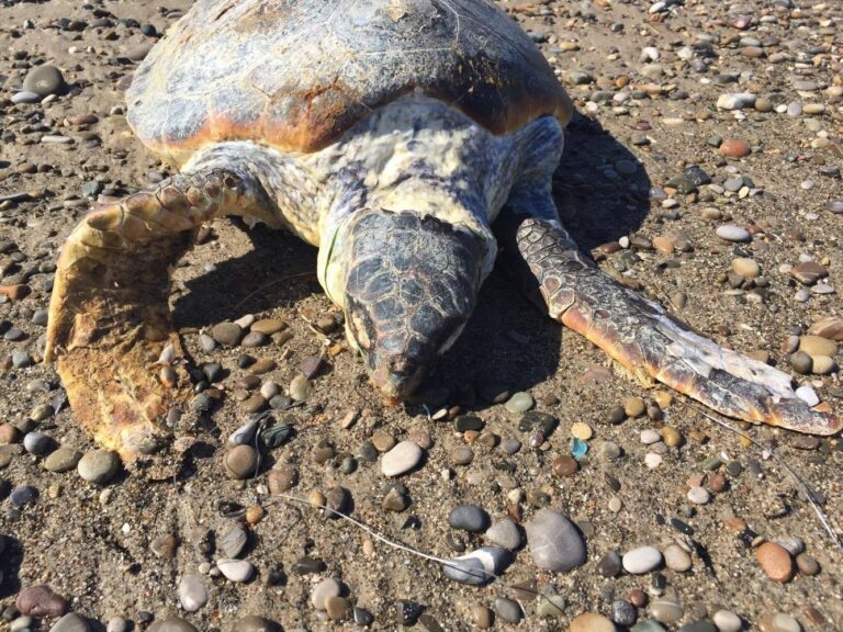Campofelice di Roccella. Ritrovata tartaruga morta