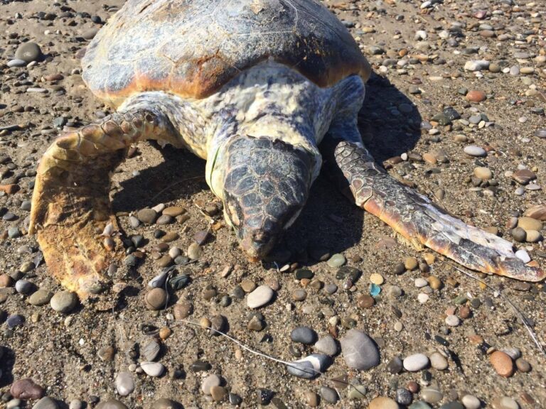 Campofelice di Roccella. Ritrovata tartaruga morta