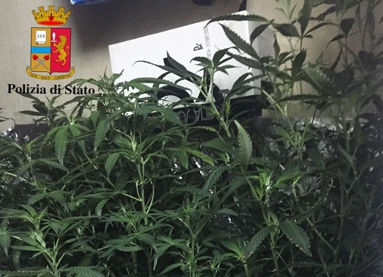 Era agli arresti domiciliari e passava il tempo a coltivare marijuana