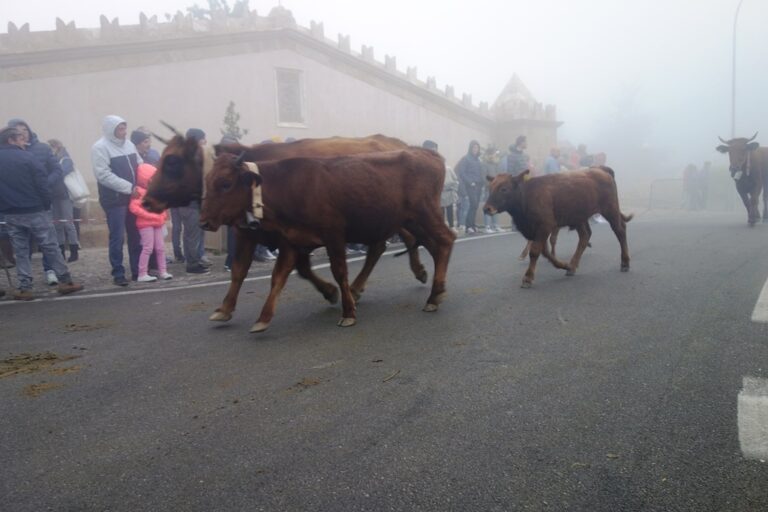 Chiusa la IX edizione. Si sgavità la montagna: l’antica e tradizionale transumanza a Geraci Siculo si è trasformata in un appuntamento turistico