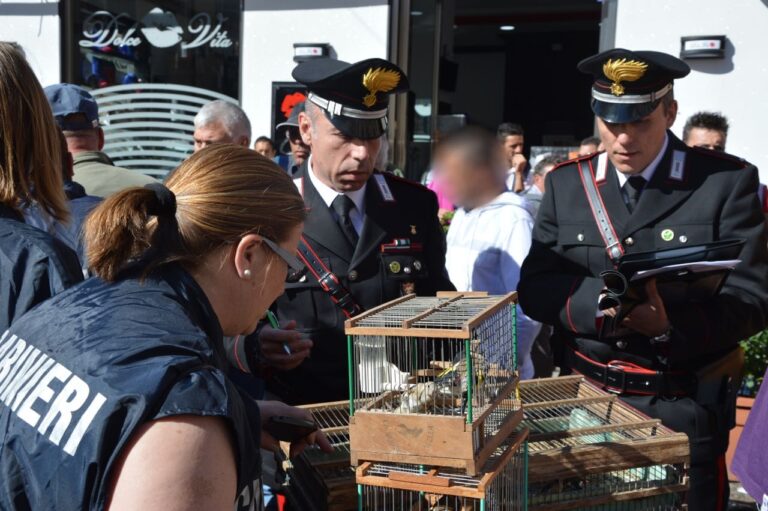 Contrasto al traffico illecito di fauna selvatica: sequestrati 150 cardellini e denunciati 5 persone