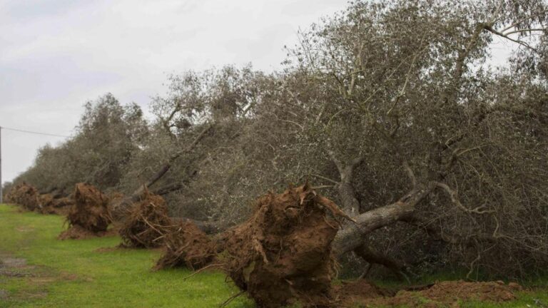 Anche l’Ungheria è preoccupata dal “male oscuro” della Xylella fastidiosa