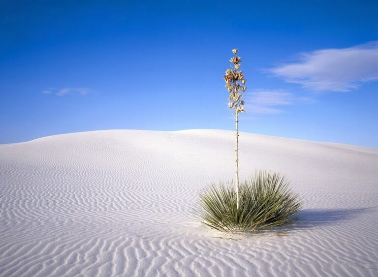 Neonata abbandonata nel deserto, trovata viva. La storia commuove il web