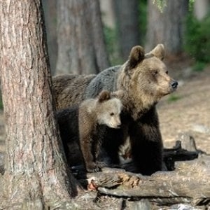 Dopo uccisione orsa in Trentino animalisti in rivolta