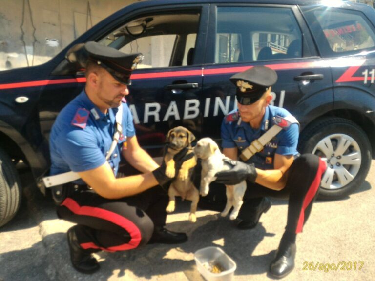 Abbandonano i cuccioli nell’area di servizio e si allontanano. I carabinieri denunciano due persone