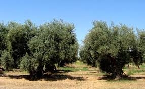 Danneggia gli alberi del terreno ricevuto in locazione. Condannato. E’ successo a Trabia