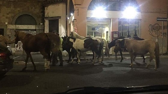 A Roma cavalli al galoppo per strada. Erano scappati dal maneggio