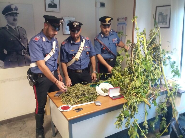 850 grammi di marijuana e 4 piante di hashish in casa. Arrestato 32enne