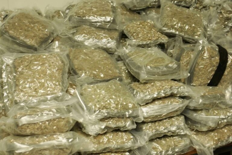 300 chili di marijuana nascosta nel tetto del camper. Polizia arresta un uomo