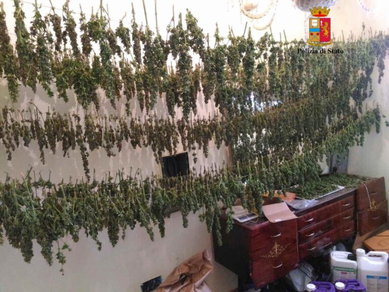 Aveva in produzione più di 1000 piante di marijana e a casa 11 Kg di sostanza stupefacente pronta per la vendita. Arrestato