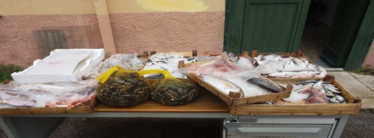 GdF. Ancora un sequestro di piccoli pesci spada e di altri prodotti ittici. Multe per 13 mila euro