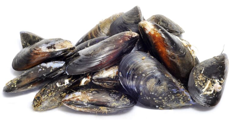 Cozze vive pericolose per la salute: allerta in tutta Italia, potrebbero essere contaminate