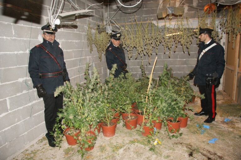 Carabinieri scoprono coltivazione indoor con oltre 70 piante