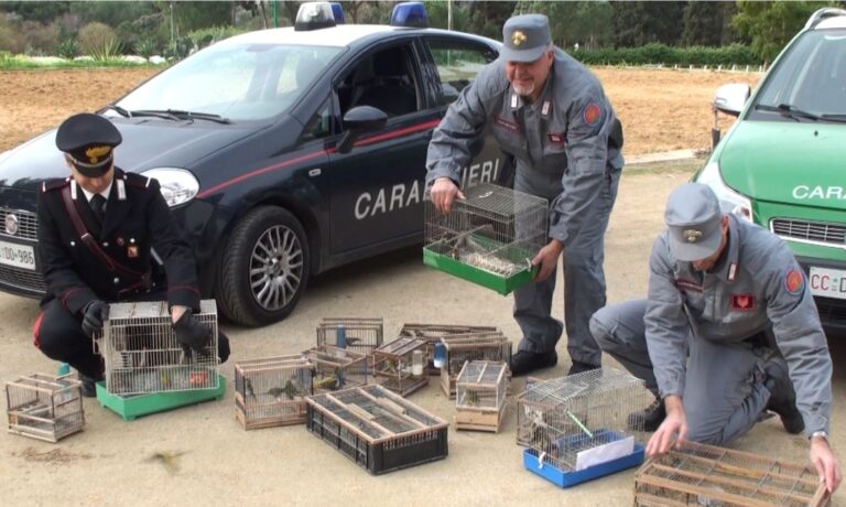 Contrasto al traffico illecito di fauna selvatica. Blitz dei Carabinieri forestali: liberati 61 volatili e denunciati due venditori