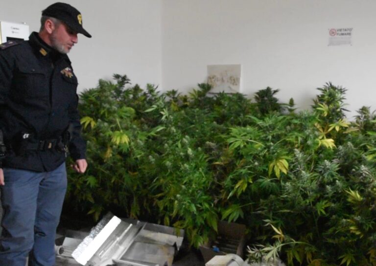 Scovata piantagione “indoor” del valore di sessantamila euro. Sequestrate 112 piante di marijuana e denunciato un pregiudicato