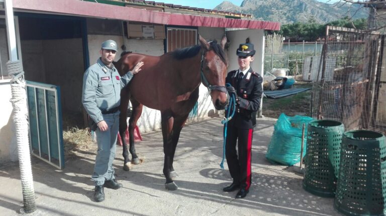 Alle 7,00 del mattino si lancia al galoppo con il suo cavallo… e si schianta contro un palo