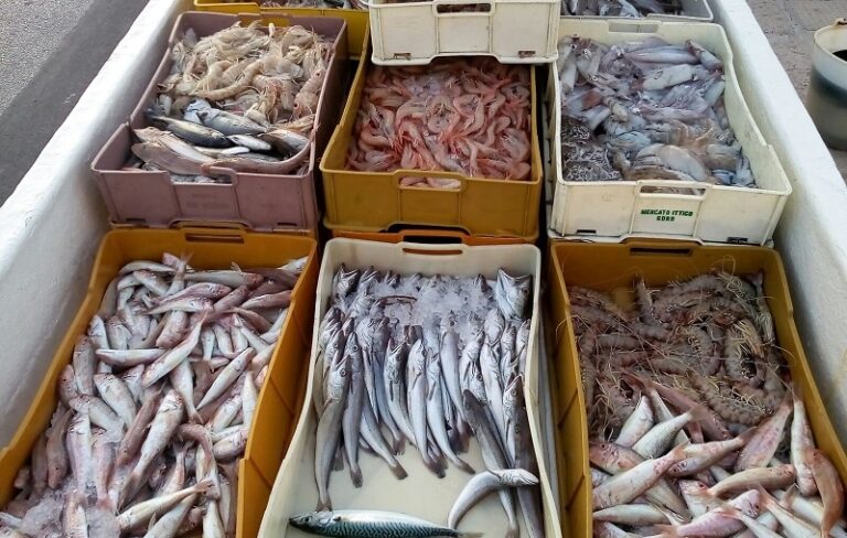 Sequestrati 800 kg di prodotti alimentari ed irrogate sanzioni per 20.000 euro