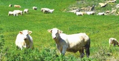 “Giornate dell’Agricoltura” a Valledolmo: un centinaio quest’anno gli espositori