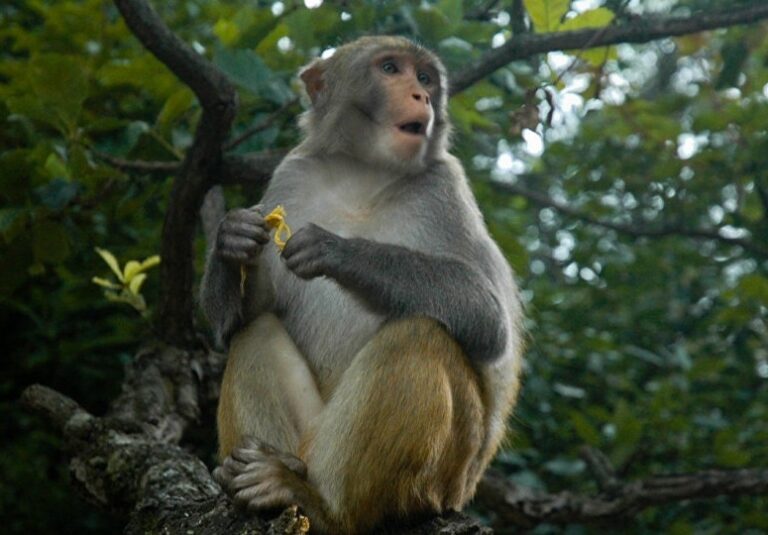 Dramma in India. Scimmia rapisce e uccide neonato a Talabasta. Il corpo del bambino è stato scoperto in un pozzo