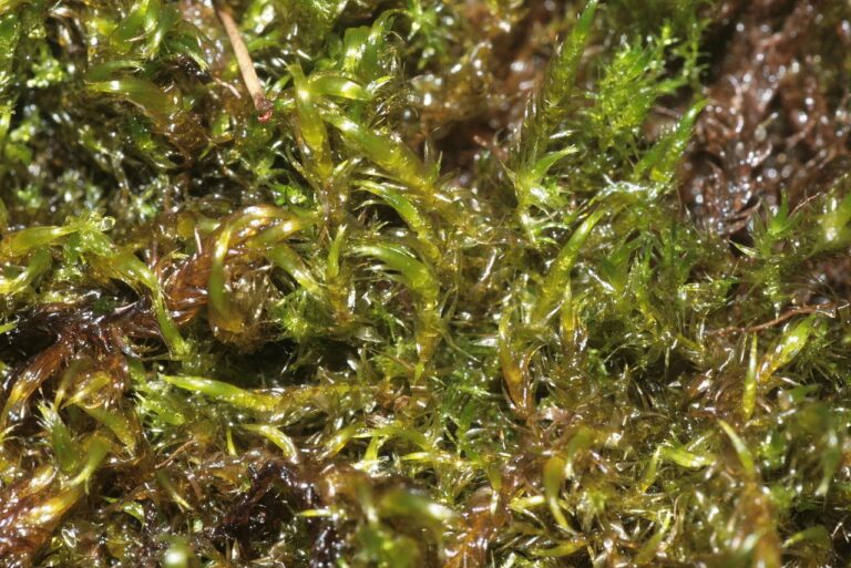 Muschio svedese digerisce l’arsenico in un’ora rendendo l’acqua nuovamente potabile