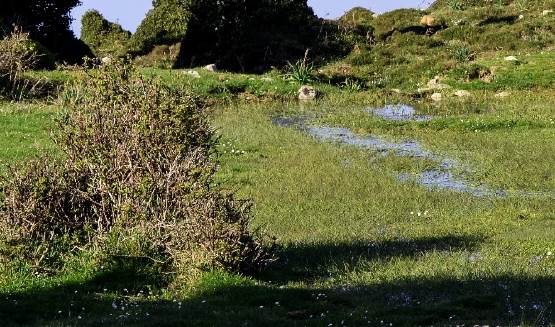 “Montagna In Fiore”.  A Geraci Siculo un’escursione naturalistica alla scoperta delle bellezze paesaggistiche