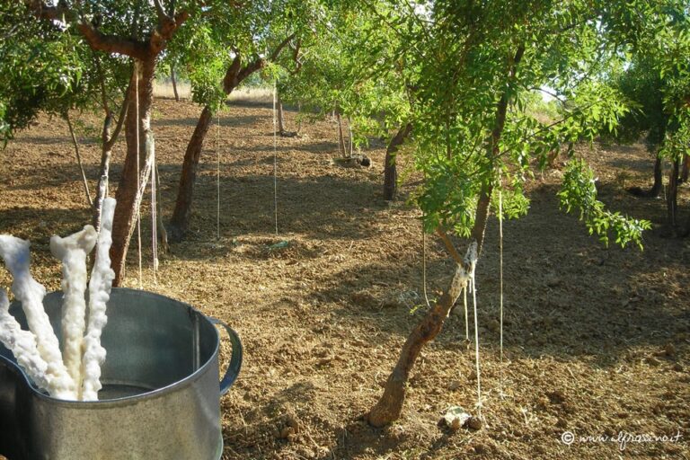 Estate, è tempo di manna. Nel Parco delle Madonie un Consorzio lavora per il rilancio della produzione