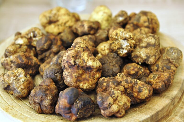 Presente e futuro del Tartufo in Sicilia. Un convegno per parlare delle prospettive del settore