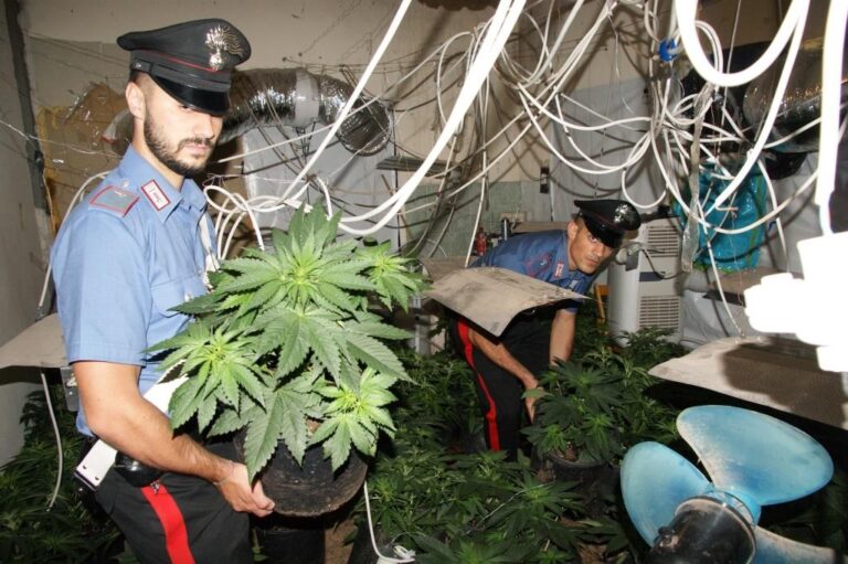 Un 24enne aveva adibito una stanza dell’abitazione a serra per coltivare marijuana. Arrestato dai Carabinieri