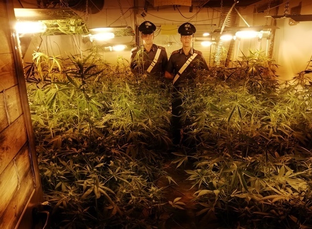 Aveva trasformato la villetta in una piantagione indoor di marijuana. Arrestato 44enne