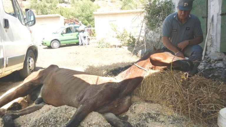 Caccamo, Carabinieri forestali denunciano proprietario di un maneggio per maltrattamento animali