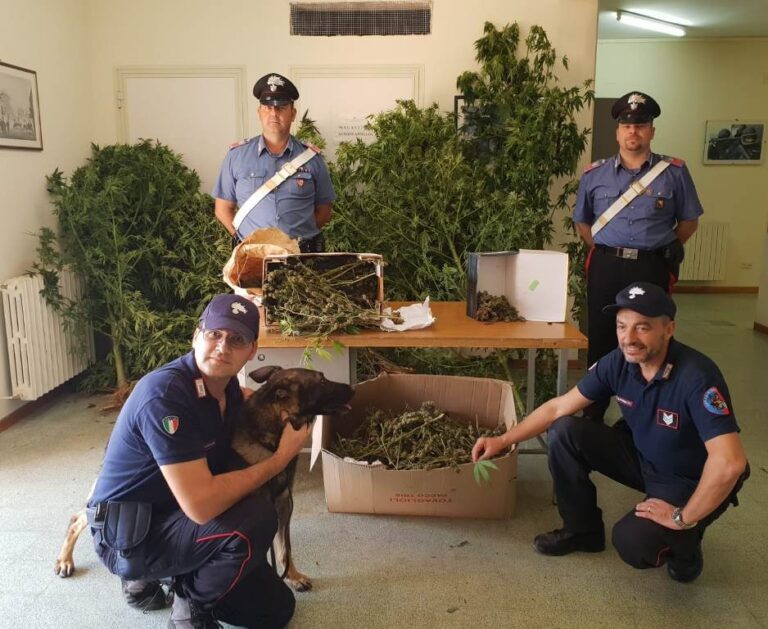 Pensionato 75enne coltivava marijuana. Arrestato dai Carabinieri