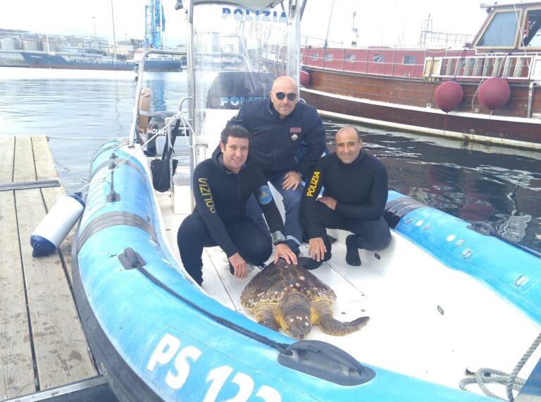 Polizia trae in salvo a due miglia dalle coste una tartaruga “caretta caretta” ferita