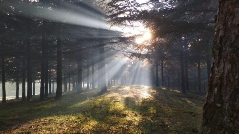 I Forestali incontreranno il Governo regionale il 4 aprile. Sul tavolo la riforma del settore