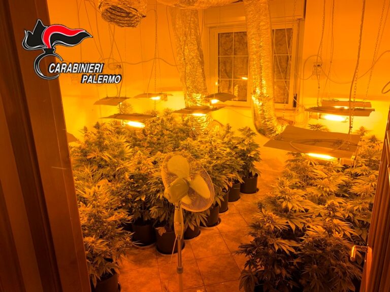 San Nicola L’Arena, Carabinieri scoprono una piantagione di marijuana: tre giovani in manette