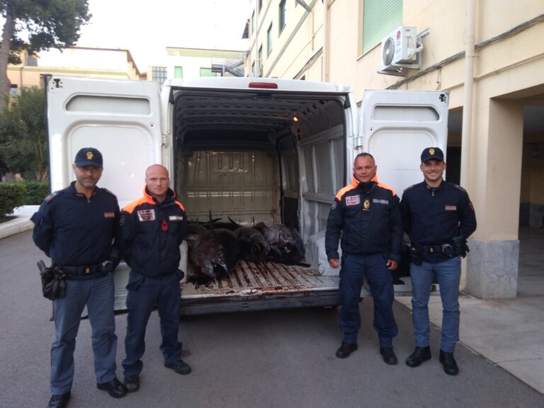 Blitz congiunto Guardia costiera e Polizia: sequestrato una tonnellata di tonno rosso