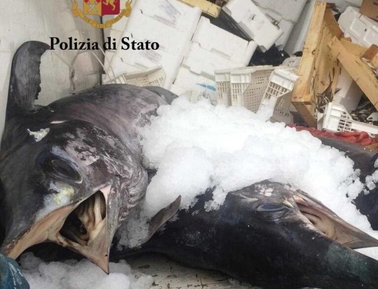 Polizia sequestra furgone con 1 tonnellata di pesce. Denunciato un uomo