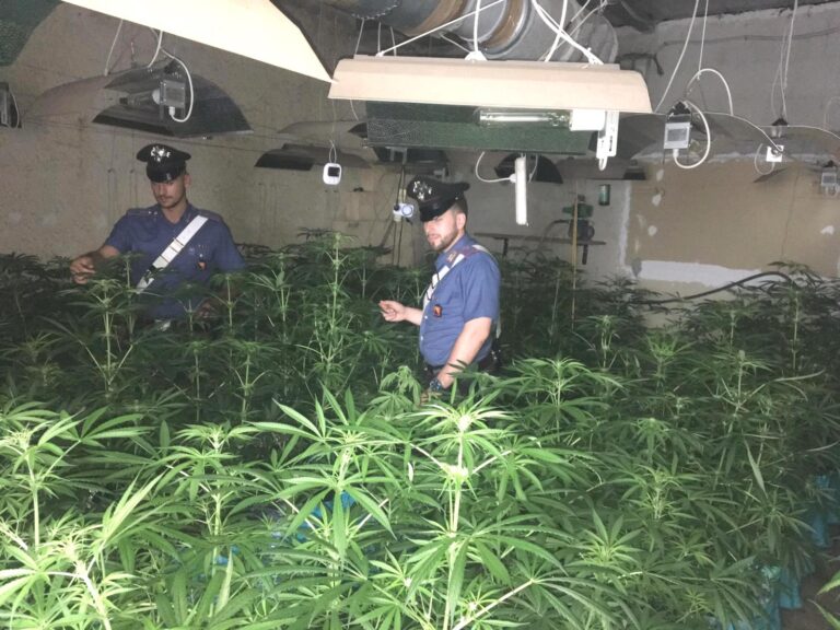 Serra indoor con più di 400 piante di marijuana: in manette 42enne