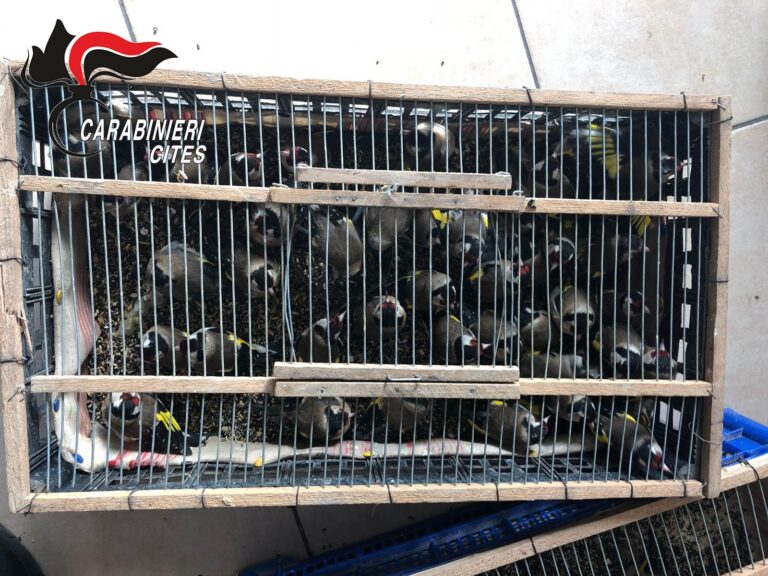 Commercio di fauna protetta. Carabinieri forestali denunciano 23enne