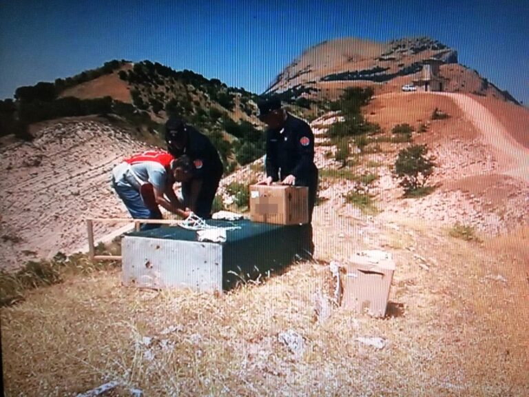 Liberati dai Carabinieri forestali 5 esemplari di falco pellegrino sequestrati durante maxi operazione di bracconaggio