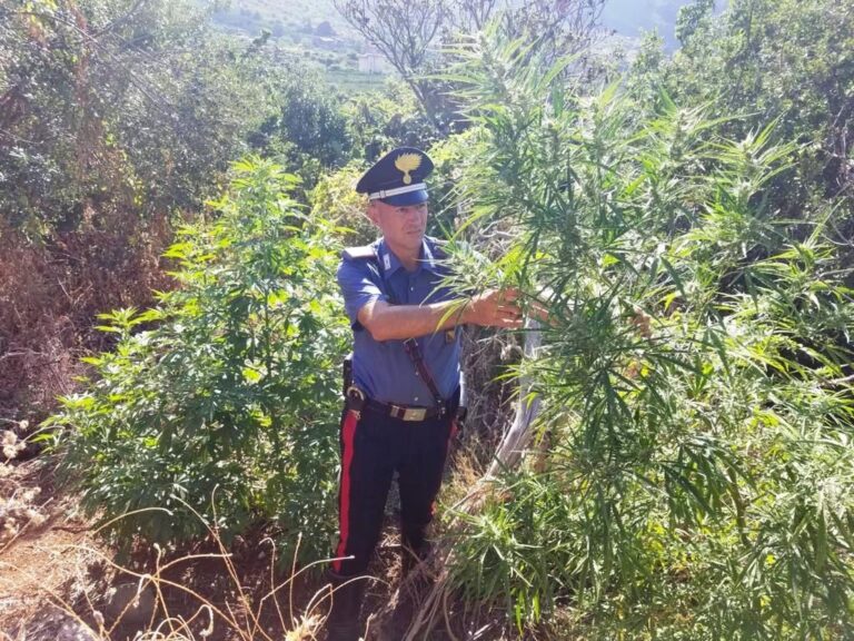 Vendeva marijuana proveniente dalla sua “coltivazione” personale. Arrestato dai Carabinieri