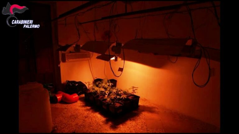 Scoperta una piantagione indoor di marjuana gestita da un’intera famiglia. Arrestati in tre